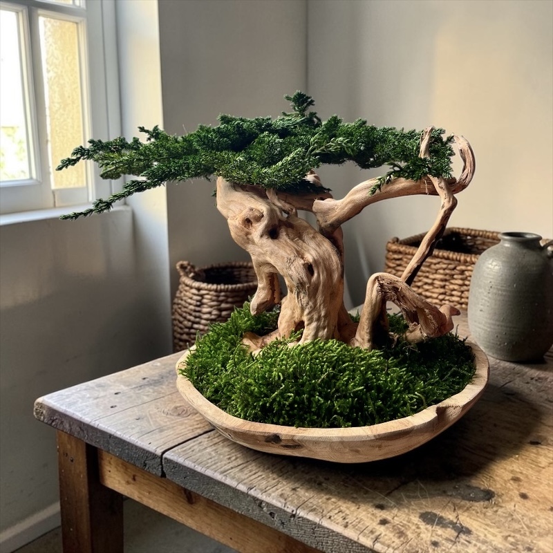 bonsai raiz 800 x 800 1 bonsai raiz 800 x 800 1