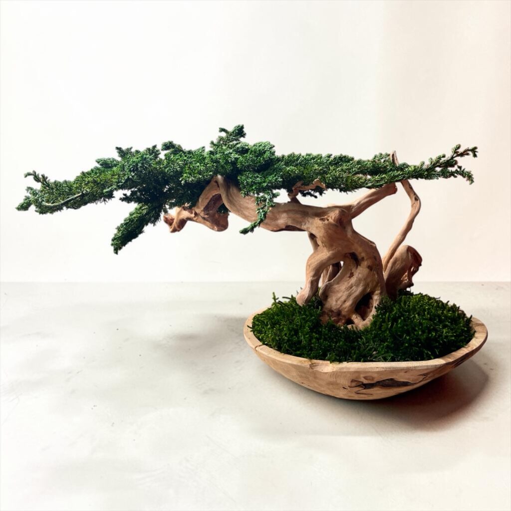 BONSAI ETERNO JUNIPERUS BONSAI ETERNO PRESERVADO REALIZADO SOBRE CUENCO DE NATURLAL DE MANGO, DRIFTWOOD Y JUNIPERUS